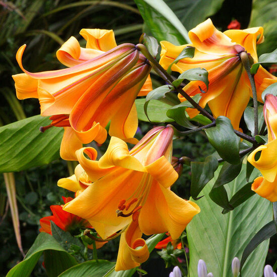 Trompetlilija AFRICAN QUEEN 3 gab  Junior
